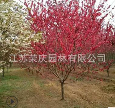 苗圃低价批发紫叶桃 红叶碧桃 紫叶碧桃树苗庭院植物工程绿化苗木图2