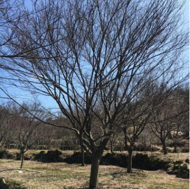 精品大红枫 地栽公园绿化苗木 基地直销行道树 枫叶林 落叶乔木图3