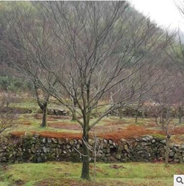 精品大红枫 地栽公园绿化苗木 基地直销行道树 枫叶林 落叶乔木图2