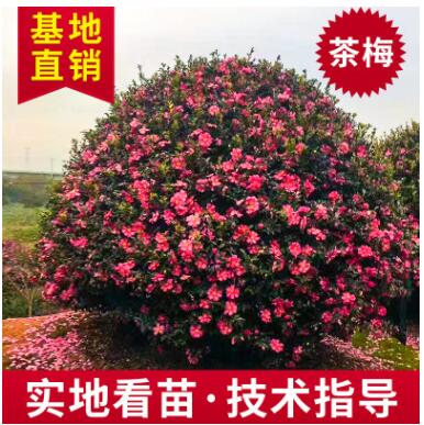 观花植物 绿化茶梅大苗花卉苗圃基地直销 园林绿化四季茶梅球图3