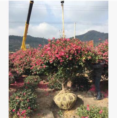 观花植物 绿化茶梅大苗花卉苗圃基地直销 园林绿化四季茶梅球图2