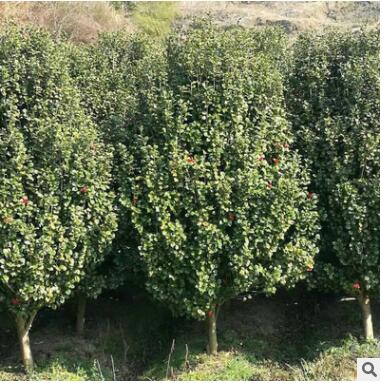 行道观花植物 四季山茶花大苗 花卉苗圃基地直销 园林绿化树木图2