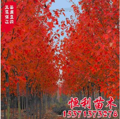 批发美国红枫树 美国改良红枫 园林绿化树木 现货充足 规格齐全图3