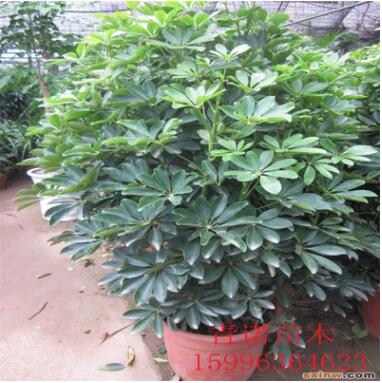 苗圃批发盆栽鸭脚木 鸭脚木大盆栽 鹅掌财 八方来财图3