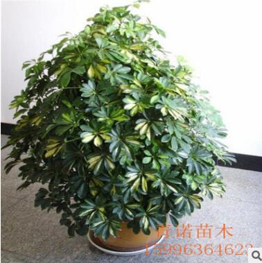 苗圃批发盆栽鸭脚木 鸭脚木大盆栽 鹅掌财 八方来财图2