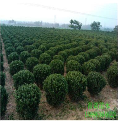 基地大量批发瓜子黄杨球 工程绿化用黄杨 品种多 规格齐全图3