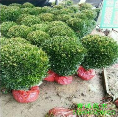 基地大量批发瓜子黄杨球 工程绿化用黄杨 品种多 规格齐全图2