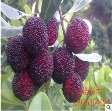 东魁杨梅苗 杨梅树苗图2