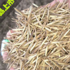出售竹类植物种子 新采毛竹种子 优质新品竹笋种子 可作材用