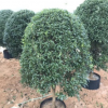 农家供应桂花盆栽 八月桂花苗木 八月桂花树 量大从优
