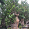 福建批发紫薇盆景 紫薇桩头 湖南紫薇桩景价格 浙江紫薇桩古桩