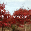 广西红枫 小区红枫树 全州红枫树 高接红枫 15CM红枫
