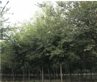 基地直销工程园林绿化苗木榉树 优质红榉树苗批发 大叶榉量大从优