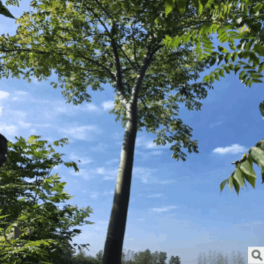 栾树批发2019黄山栾树庭院园林绿化工程苗木行道乔木树种园艺园林