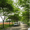 绿化苗木直销 合欢 马缨花 乔木 道路庭院小区园林工程苗木批发