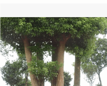 【供应】湖南本地多头樟 再生香樟 寄生香樟 截杆樟树 全冠樟树