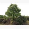【供应】绿化苗木香樟树 全冠香樟 骨架香樟 截杆香樟 价格