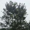 榉树