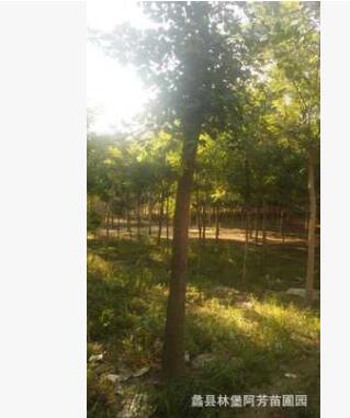 金叶榆树 根粗叶茂由蠡县林堡专业苗木基地配植各种粗细应有尽有图2