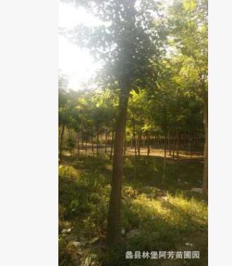 金叶榆树 根粗叶茂由蠡县林堡专业苗木基地配植各种粗细应有尽有图3