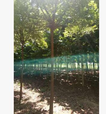 信誉卖家 批发基地 国槐头大寿命长，开花浓香图3