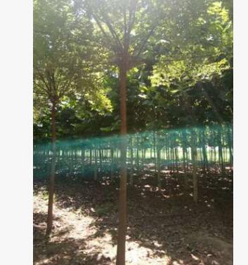 信誉卖家 批发基地 国槐头大寿命长，开花浓香图2