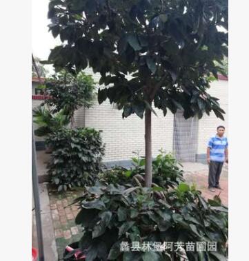 盆景柿子树 苗木批发销售 苗木基地各种各样的果树 家庭种植树木图3