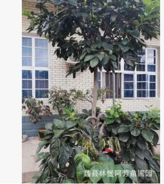 盆景柿子树 苗木批发销售 苗木基地各种各样的果树 家庭种植树木图2