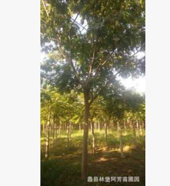 精品千头椿树可用于行道树工程绿化等图2