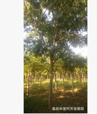 精品千头椿树可用于行道树工程绿化等图3