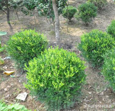 批发小叶黄杨球树苗 四级常青色块绿植园林绿化灌木 小叶黄杨球苗图3