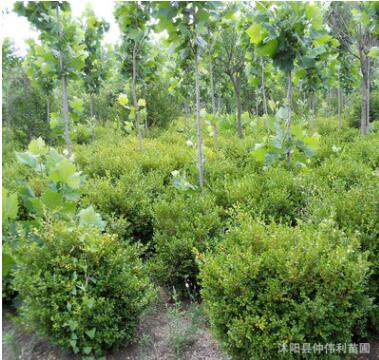 批发小叶黄杨球树苗 四级常青色块绿植园林绿化灌木 小叶黄杨球苗图2