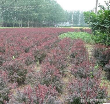 苗木基地直销优质红叶小檗球 园林绿化小苗盆栽 红叶小檗树苗图2