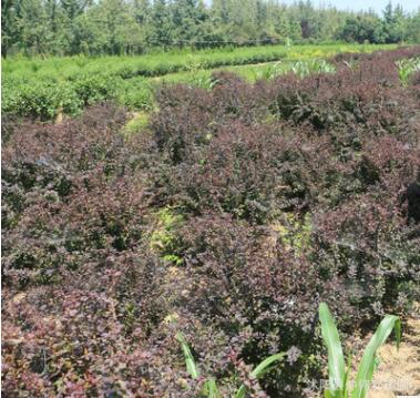 苗木基地直销优质红叶小檗球 园林绿化小苗盆栽 红叶小檗树苗图3