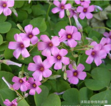 批发红花酢浆草紫叶炸酱草三叶草种子 宿根花卉 地被湿地植物草籽