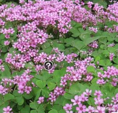 批发红花酢浆草紫叶炸酱草三叶草种子 宿根花卉 地被湿地植物草籽图2