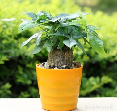 批发独杆发财树 室内盆栽绿植 净化空气 水培土培招财树 基地直销图3