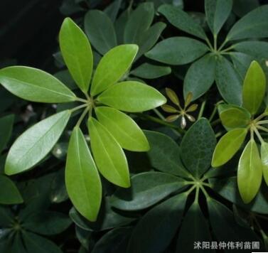 批发独杆发财树 室内盆栽绿植 净化空气 水培土培招财树 基地直销图2