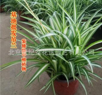 北京基地吊兰批发 金心吊兰 金边吊兰 装修除甲醛植物 桌面绿植图3