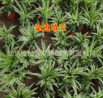 北京基地吊兰批发 金心吊兰 金边吊兰 装修除甲醛植物 桌面绿植图2