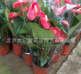 红掌 盆栽花卉室内桌面植物 盆花图2