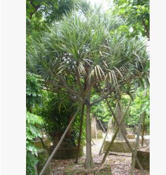 红刺露兜/红刺林投 大型红刺露兜树图2