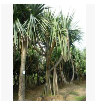 红刺露兜/红刺林投 大型红刺露兜树图3