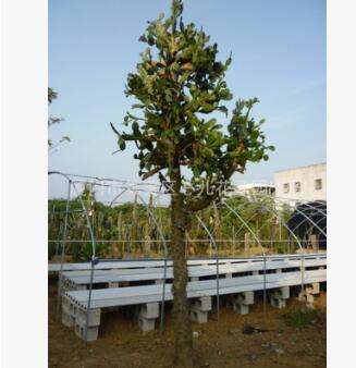 单刺团扇 仙人掌树 仙巴掌 沙生植物造景经典品种图2