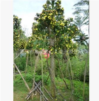 单刺团扇 仙人掌树 仙巴掌 沙生植物造景经典品种图3