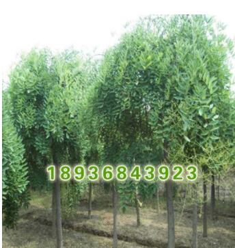 批发街道绿化苗木 垂槐小苗 观赏植物 工程绿化苗木 垂槐图3