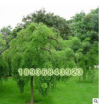 批发街道绿化苗木 垂槐小苗 观赏植物 工程绿化苗木 垂槐图2