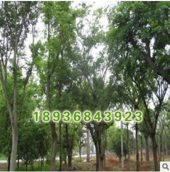 批发优质大规格朴树小苗朴树种子朴树基地成活率榆科朴属落叶乔木图3