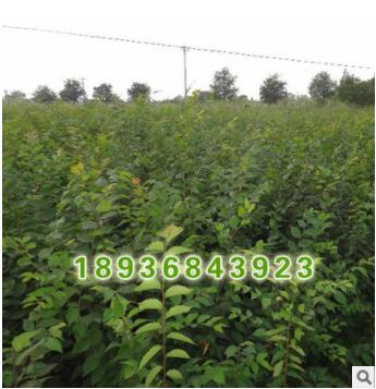 批发优质大规格朴树小苗朴树种子朴树基地成活率榆科朴属落叶乔木图2