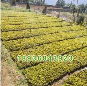 批发优质绿化苗 连翘小苗 又名黄老虎 庭院观花植物 连翘苗图3